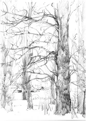 Schizzo di alberi invernali