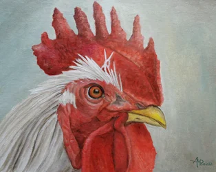 Testa di gallo colorata