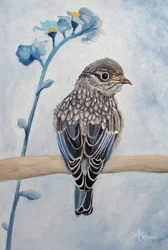 Delicato pulcino di uccello azzurro