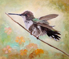 Colibrì su un ramo