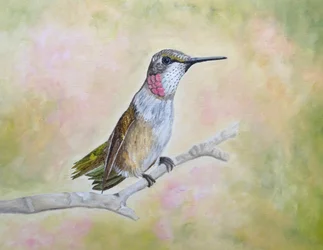 Colibrì rubino appollaiato