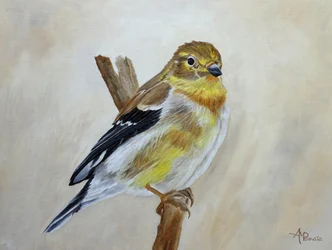 Fringuello giallo appollaiato