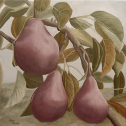 Pere viola su un ramo