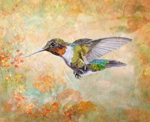 Colibrì gola rubino