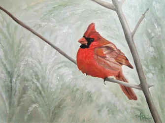 Cardinale invernale sereno