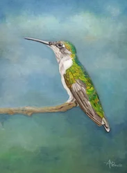 Posa vivace per colibrì