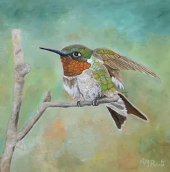 Colibrì dai colori vivaci appollaiato