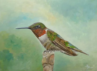 Colibrì dai colori vivaci appollaiato