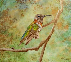 Colibrì dai colori vivaci appollaiato