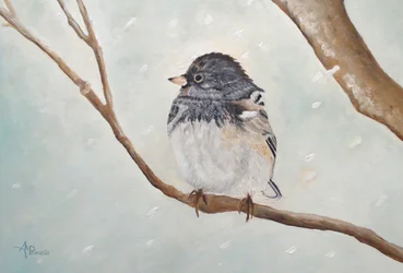 Junco invernale