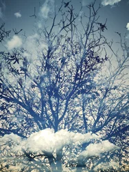 Alberi sotto un cielo azzurro da sogno