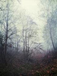 Nebbia eterea della foresta