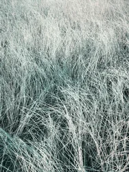 Erba d