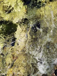 Il flusso del fiume dorato