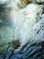 Foresta liquida (1)