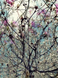 Fiori primaverili rosa e bianchi