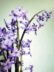 Fioritura dei giacinti viola