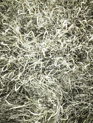 Erba da campo con texture