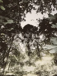 Riflesso nella foresta tranquilla