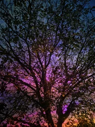 Albero dai colori vivaci al tramonto