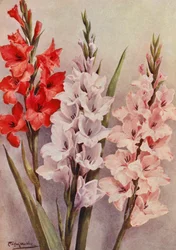 Un gruppo di gladioli moderni