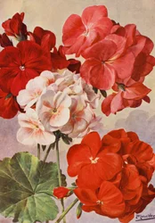 Bellissimi gerani moderni, Pelargonium zonale