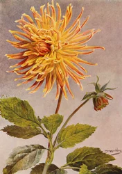 Dalia Cactus Mrs H L Brousson, Colore, fulvo, con una sfumatura di Cremisi Scarlatto