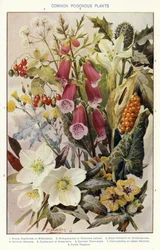Piante velenose comuni (litografia a colori)