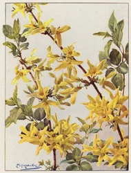 Forsythia Suspensa, un bell