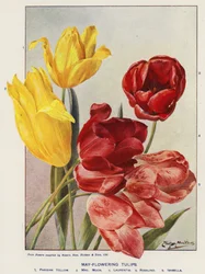 Tulipani di maggio