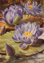 Nymphea Gigantea Hudsonii, un magnifico giglio d