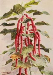 La bella Acalypha Hispida a coda rossa, Sanderiana
