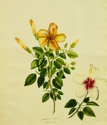 Studi di Hibisci, un Aloe e Altri, c.1840
