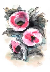 Papaveri rosa vivaci