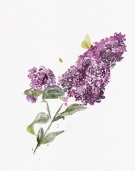 Farfalla lilla viola