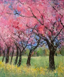 Fioritura di Ciliegio nel Prato, 2022