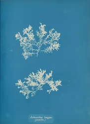 Achnanthes longipes, parassita, ca. 1853