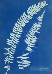 Asplenium Braziliense, Sud America