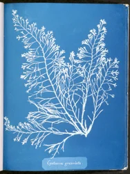 Cystoseira granulata, da "Fotografie di alghe britanniche: Impressioni cianotipiche", pubblicato 1843-53