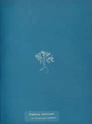 Diatoma marinum su Ceramium rubrum, ca. 1853