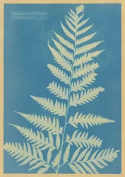 Dicksonia arborescens, Giamaica