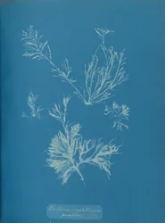 Exillaria crystallinum parassita