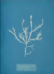 Fucus æruginosus Turner. Med. Sea Sisbon New to Britain., ca. 1853