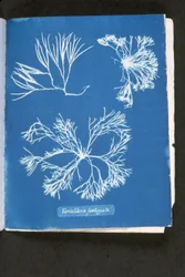 Furcelleria fastigiata, da 