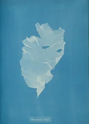 Kalymenia dubyi