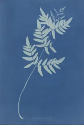 Osmunda Rigalis (Australia)