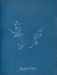 Polysiphonia Brodiæi