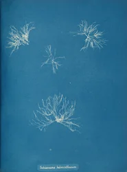 Schizonema helminthosum, ca. 1853
