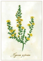 Hypericum perforatum, 2015