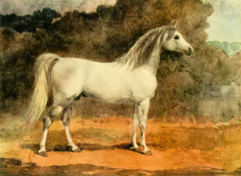 Un famoso stallone arabo, c1870s, 1944